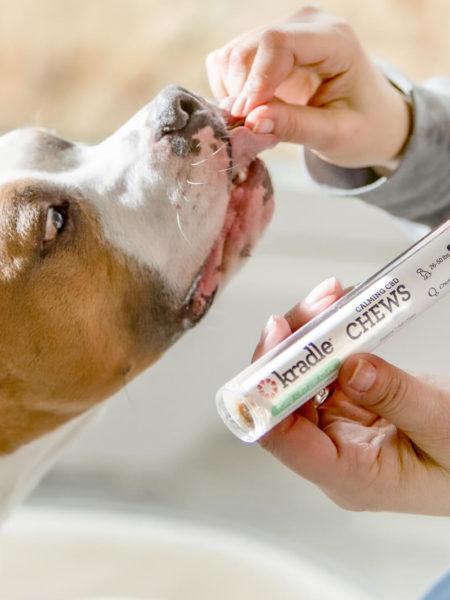 Pitbull gently taking Kradle chew out of owner's hand