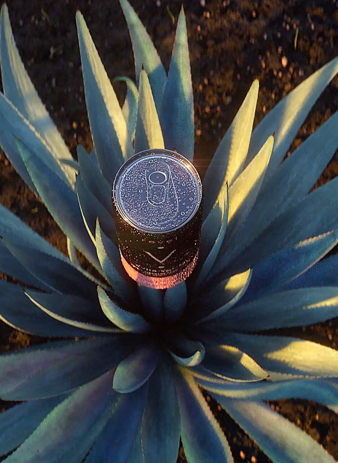 Revel Avila Spritz can coming out of agave plant